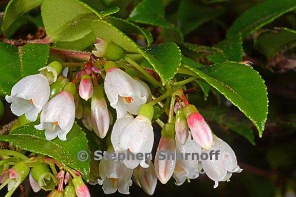 vaccinium ovatum 2 graphic